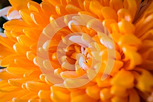Orange Chrysanthemum Flower in Marco Shoot