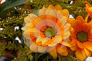 Orange chrysanthemum flowers