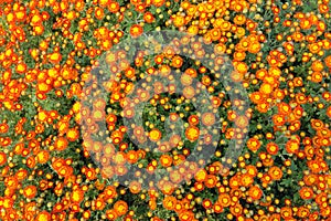 Orange chrysanthemum flowers