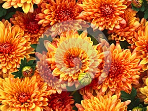 Orange chrysanthemum flowers background, natural seamless pattern