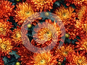 Orange chrysanthemum flowers background, natural seamless pattern