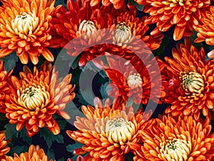 Orange chrysanthemum flowers background, natural seamless pattern