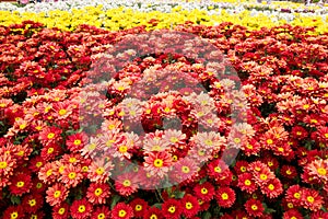 Orange chrysanthemum flowers background