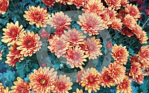 Orange chrysanthemum flowers closeup