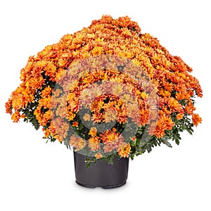 Orange chrysanthemum flowers