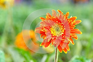 Orange chrysanthemum flowers in garden