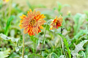 Orange chrysanthemum flowers in garden