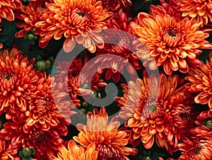 Orange chrysanthemum flowers seamless pattern. wallpaper design. nature background