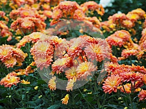Orange chrysanthemum morifolium flower with leaves