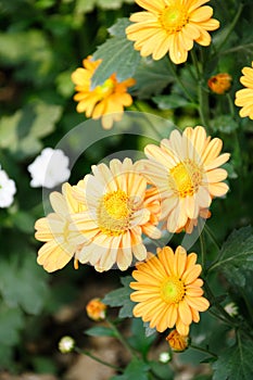 Orange chrysanthemum