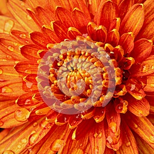 Orange chrysanthemums