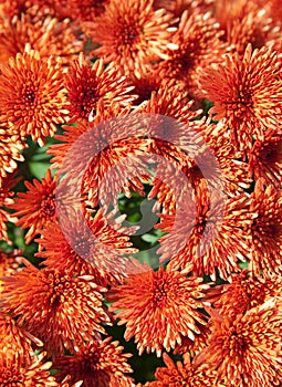 Orange Chrysanthemums