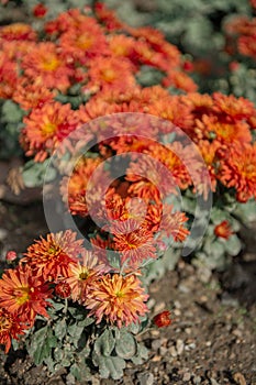 Orange chrysanthemums on a blurry background. In autumn, beautiful bright chrysanthemums bloom luxuriantly in the garden. Garden