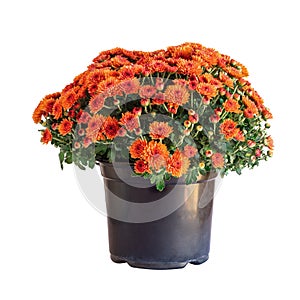 Orange Chrysanthemums Isolated Over White Background