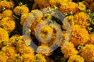 Orange chrysanthemums, sometimes called mums or chrysanths, flowering plants