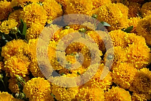 Orange chrysanthemums, sometimes called mums or chrysanths, flowering plants