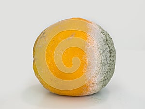 Orange citrus fruit, partially decomposed / rotting, on white background.
