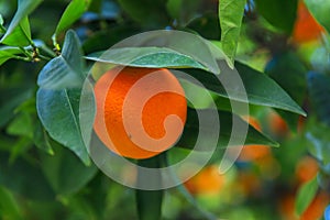 Orange citrus growing on a hybrid tree via a graft in California USA