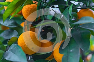 Orange citrus growing on a hybrid tree via a graft in California USA