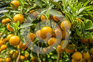Orange (Citrus Japonica Thunb)