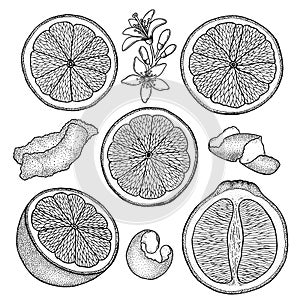 Orange. Citrus set with cut fruit and zest, flowers. Hand drawn vector illustration isolated on white. Retro, engraved vintage