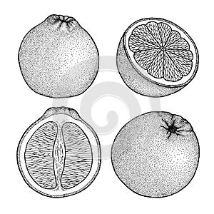 Orange. Citrus set with whole, cut fruit. Retro, engraved vintage style. Hand drawn vector