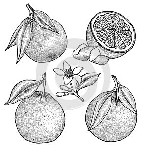 Orange. Citrus set with whole, cut fruit and zest. Branchs, leaves. Flowers and leaves. Hand drawn vector