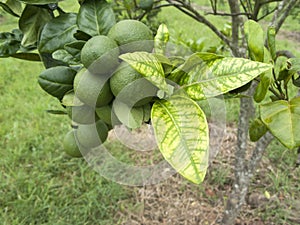 Citrus greening HLB huanglongbing yellow dragon diseased leaves and fruits photo