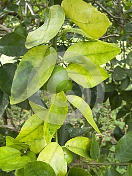 Citrus greening HLB huanglongbing yellow dragon diseased leaves and fruits photo