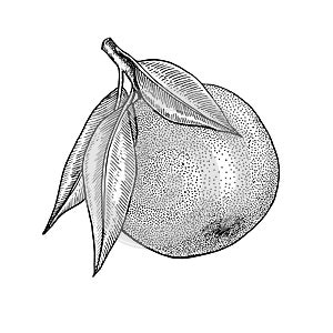 Orange. Citrus whole fruit. Branchs, leaves. Retro, engraved vintage style. Hand drawn vector illustration