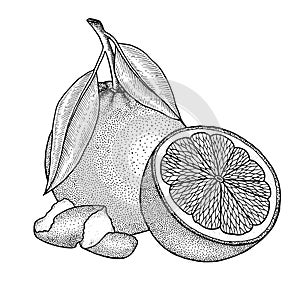 Orange. Citrus whole, half fruit, zest, branchs, leaves. Retro, engraved vintage style.  Hand drawn vector sketch