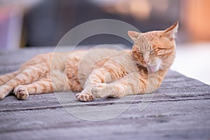 Orange City Cat\'s Leisure: Mid-Yawn Repose