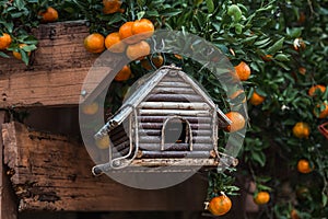 An orange clementine satsuma tree blooming with fruit in the winter season with a country rustic wood birdhouse