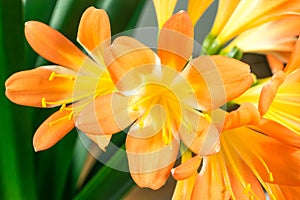Orange Clivia amaryllis flower