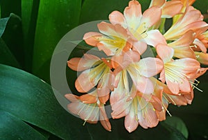 Orange Clivia In Bloom