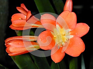 Orange Clivia Flower and Buds