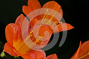 Orange Clivia Lily