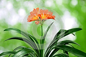Orange Clivia miniata photo