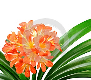 Orange Clivia miniata photo