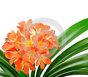Orange Clivia miniata