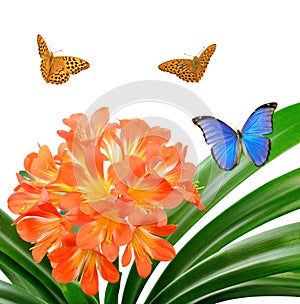 Orange Clivia miniata with butterflies photo