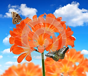 Orange Clivia miniata