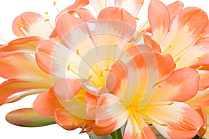 Orange Clivia miniata close-up