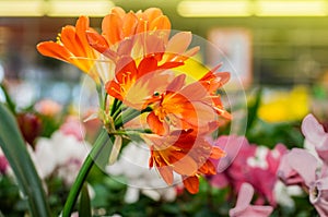 Orange Clivia miniata flower close-up in the retail store