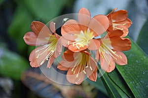 Orange Clivia Miniata Flower Cluster