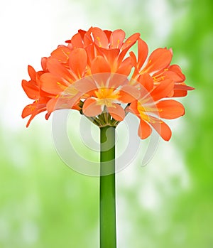 Orange Clivia miniata