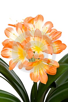 Orange Clivia miniata isolated photo