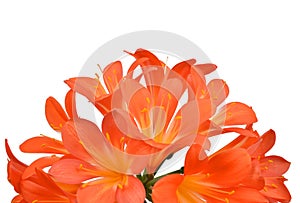 Orange Clivia miniata