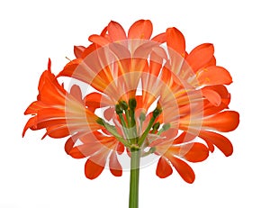 Orange Clivia miniata