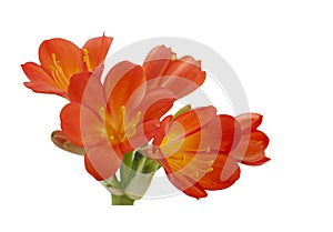 Orange Clivia miniata.